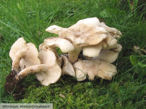 Lepista caespitosa