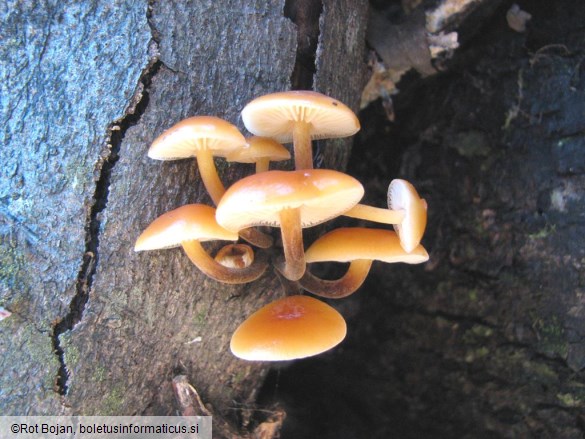 Flammulina velutipes