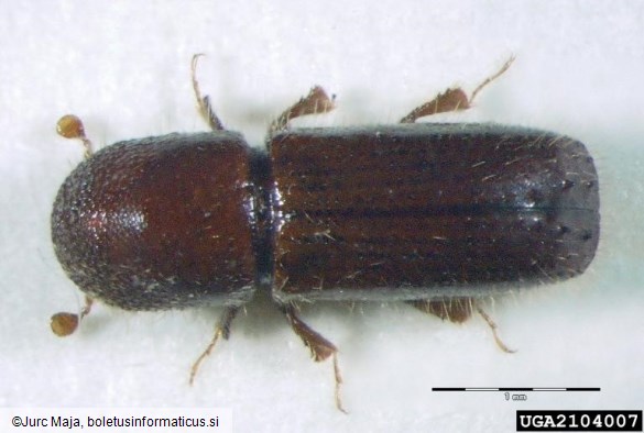 mali črni lesar (<i>Xyleborus monographus</i>)