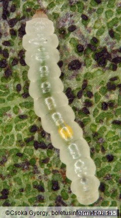 listni zavrtač robinije (<i>Phyllonorycter robiniella</i>)