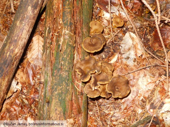 Cantharellus tubaeformis