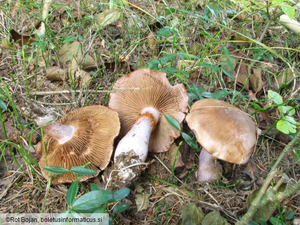 Cortinarius variicolor