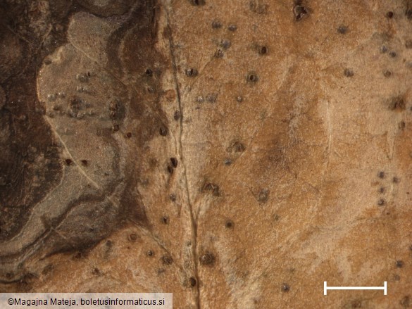 Puccinia hieracii 