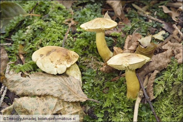 Tricholoma sulphureum