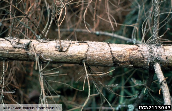 navadna veverica (<i>Sciurus vulgaris</i>) na <i>Picea abies</i>