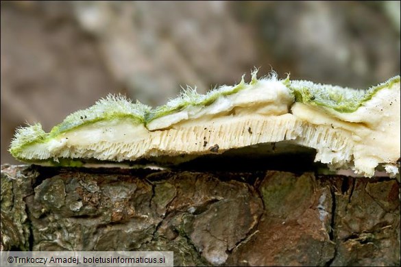 Trametes hirsuta