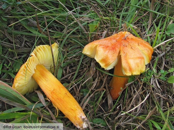 Hygrocybe intermedia