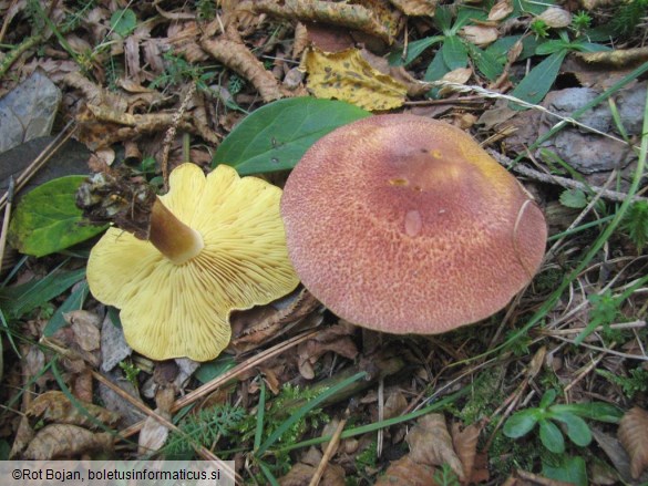Tricholomopsis rutilans