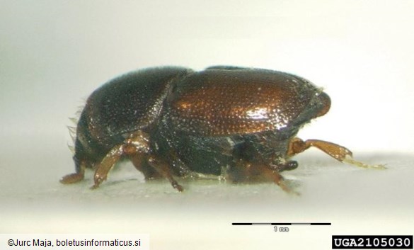 mali brestov beljavar (<i>Scolytus multistriatus</i>)