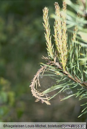 zavijač borovih poganjkov (<i>Rhyacionia buoliana</i>) na <i>Pinus</i> spp.