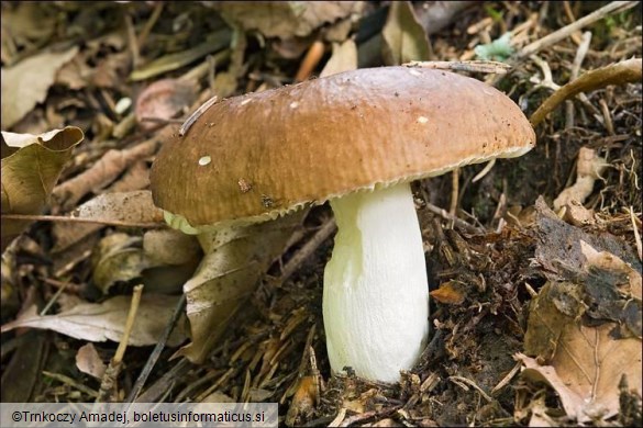 Russula integra