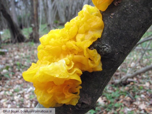 Tremella mesenterica