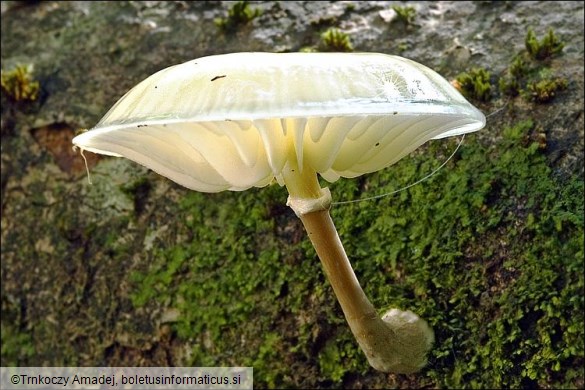 Oudemansiella mucida