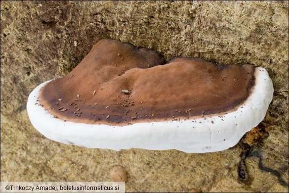 Ganoderma applanatum