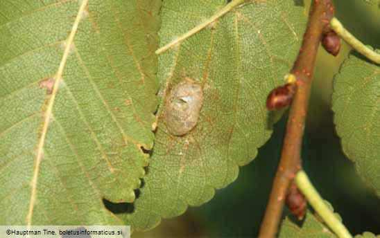 Aproceros leucopoda