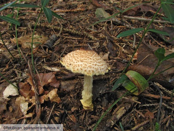 Lepiota ventriosospora