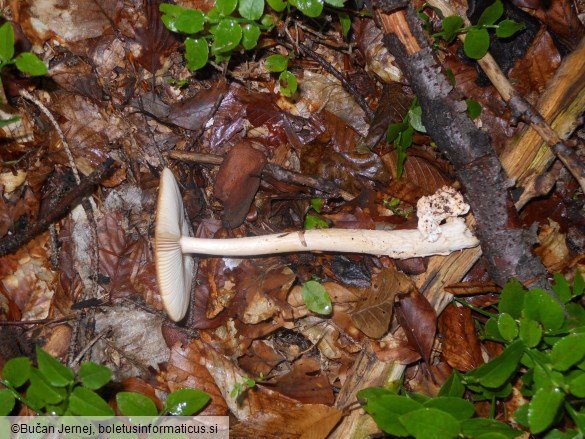 Amanita fulva