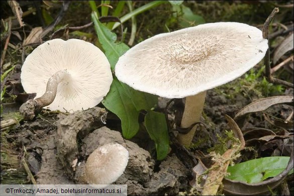 Lentinus tigrinus