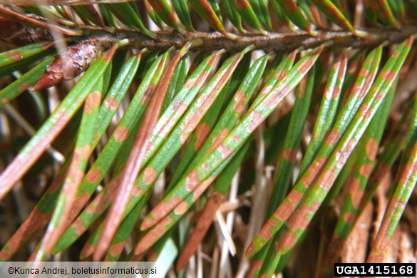 <i>Rhabdocline pseudotsugae</i> na <i>Pseudotsuga menziesii</i>