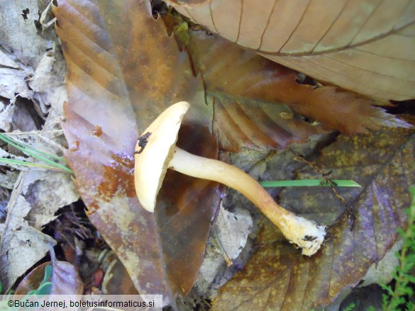 Suillus bovinus