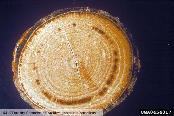 <i>Ophiostoma ulmi</i> na <i>Ulmus</i> spp.