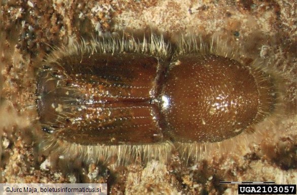 veliki macesnov lubadar (<i>Ips cembrae</i>) na <i>Larix decidua</i>