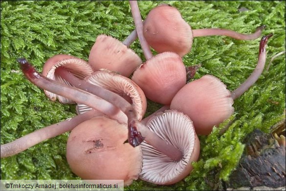 Mycena haematopus