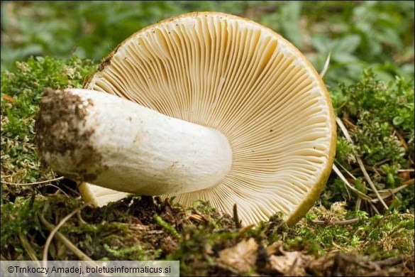 Russula ochroleuca