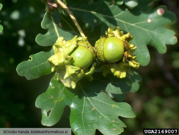 <i>Andricus quercuscalicis</i> na <i>Quercus</i> spp.