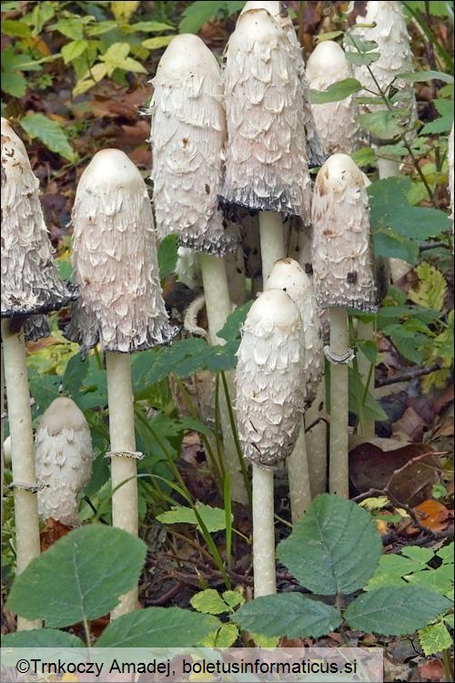 Coprinus comatus