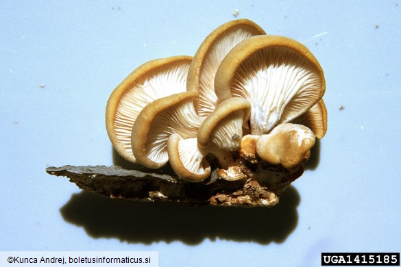 bukov ostrigar (<i>Pleurotus ostreatus</i>) na <i>Fagus sylvatica</i>