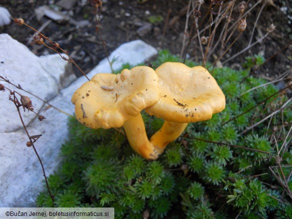 Cantharellus cibarius