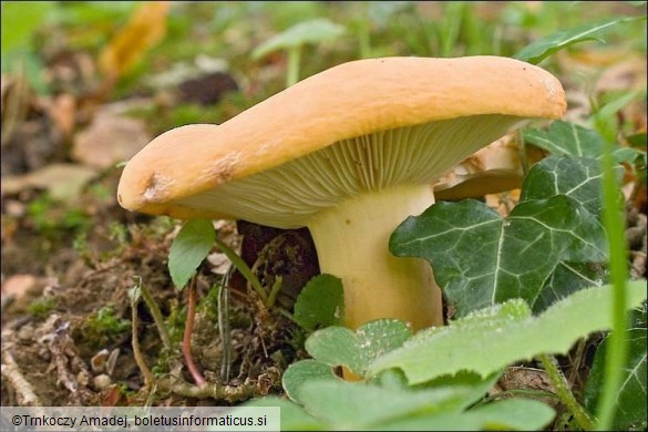 Lactarius volemus