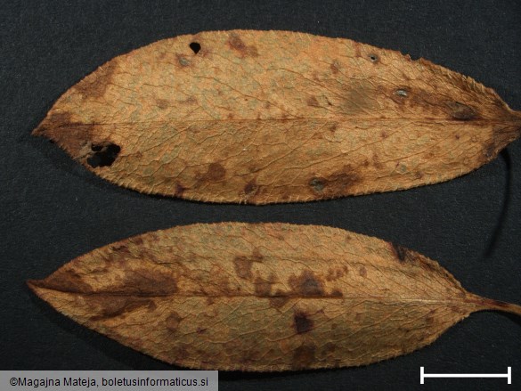 Puccinia bistortae