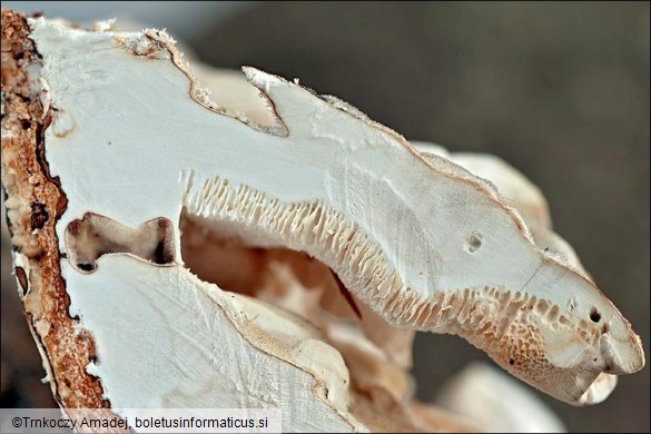 Trametes ochracea