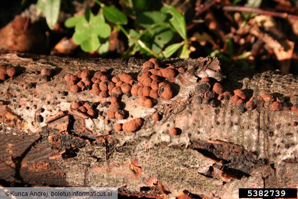 jagodasti skorjoder (<i>Hypoxylon fragiforme</i>) na <i>Fagus sylvatica</i>