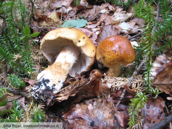 Cortinarius subvalidus