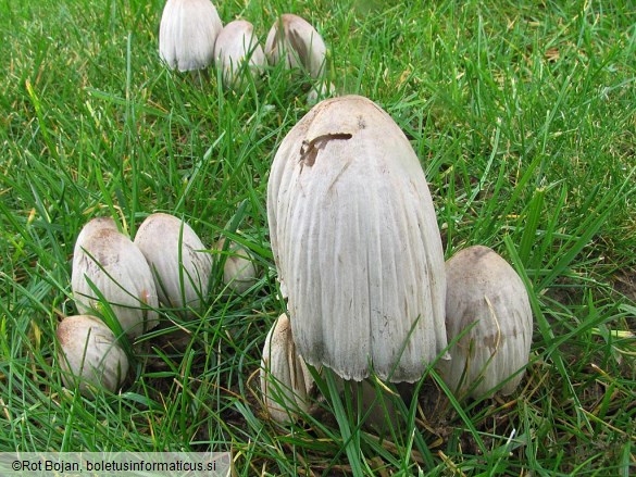 Coprinus atramentarius