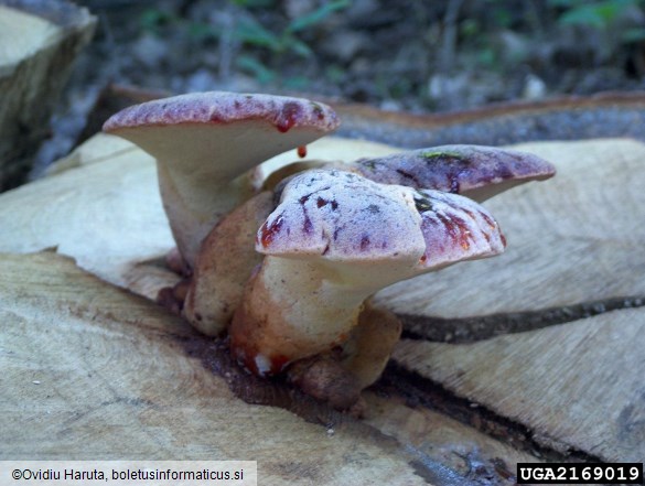 jetrasta cevača (<i>Fistulina hepatica</i>) na <i>Quercus petraea</i>