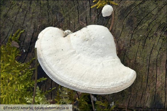 Trametes gibbosa