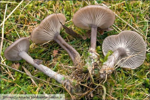 Pseudoclitocybe expallens