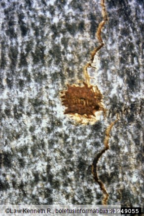 azijski kozliček (<i>Anoplophora glabripennis</i>)