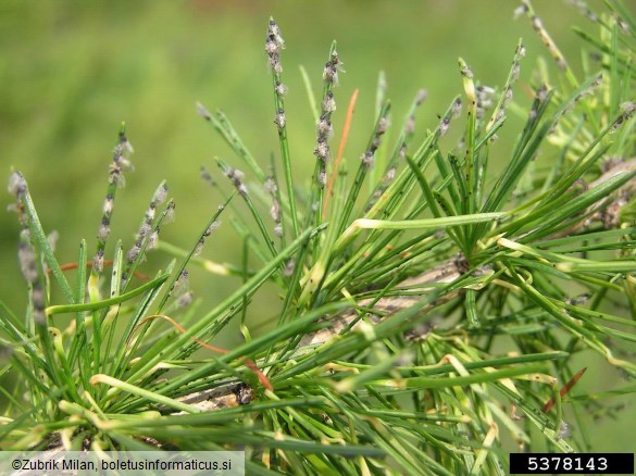 zelena smrekova uš (<i>Sacchiphantes viridis</i>) na <i>Larix decidua</i>