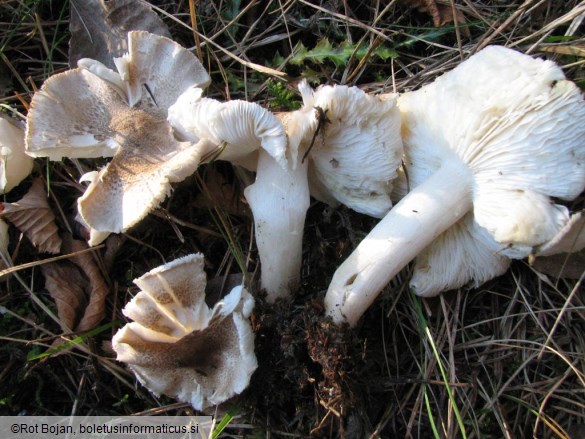 Tricholoma scalpturatum