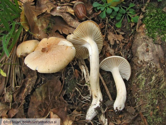 Hygrophorus nemoreus