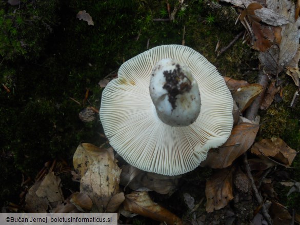 Russula aeruginea