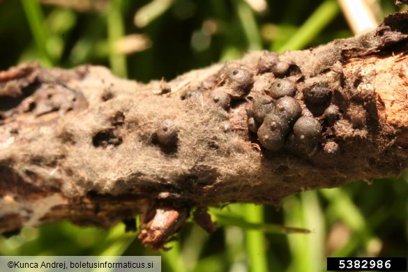 hrastov koreninoses (<i>Rosellinia quercina</i>) na <i>Quercus</i> spp.