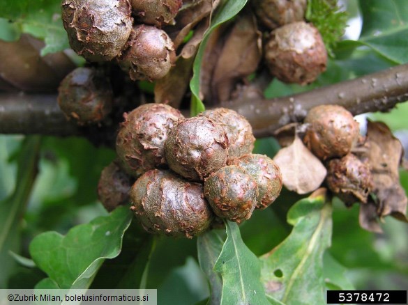 <i>Andricus lignicolus</i> na <i>Quercus</i> spp.