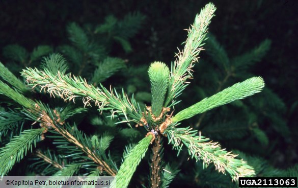 navadna smrekova grizlica (<i>Pristiphora abietina</i>) na <i>Picea abies</i>