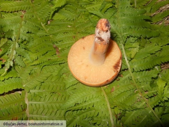Lactarius volemus